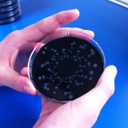 Legionella Water Analysis - Image 3