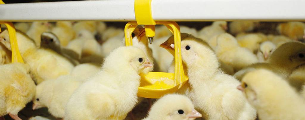 broiler-poultry-farm2