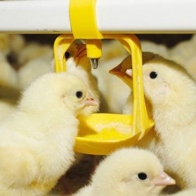 Poultry Water Testing